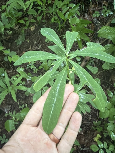 Euphorbia purpurea