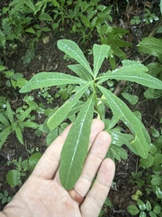 Euphorbia purpurea