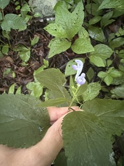 Scutellaria serrata