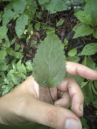 Scutellaria serrata, photograph 2