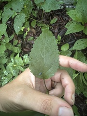 Scutellaria serrata, photograph author not stated, no rights reserved
