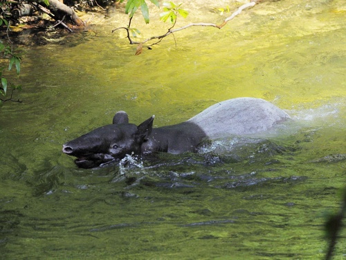 Malayan Tapir