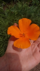 Eschscholzia californica