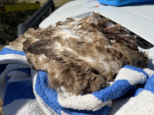 Whistling Kite