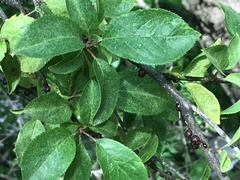 Parthenolecanium corni