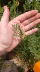 Eschscholzia californica