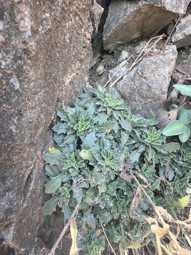 Draba ramosissima, photograph 2