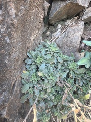 Draba ramosissima, photograph author not stated, no rights reserved