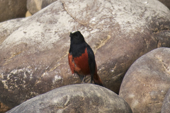 Phoenicurus leucocephalus