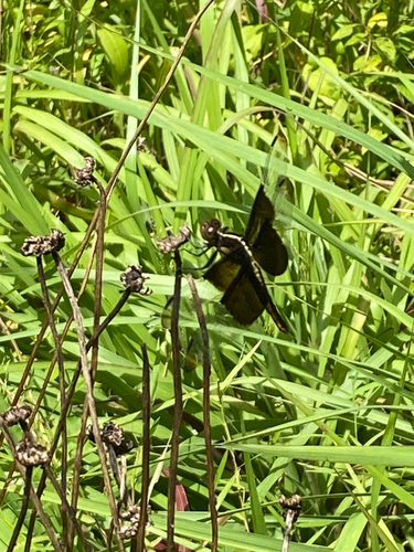 Widow Skimmer