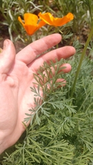 Eschscholzia californica