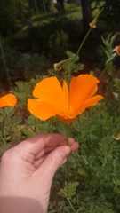 Eschscholzia californica