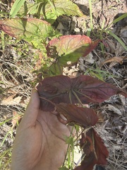 author not stated, no rights reserved Penstemon smallii, photograph author not stated, no rights reserved