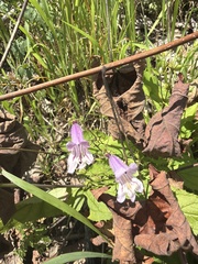 Penstemon smallii