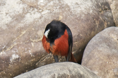 Phoenicurus leucocephalus