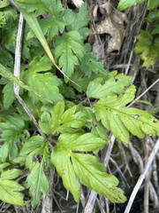 Phacelia bipinnatifida, photograph author not stated, no rights reserved