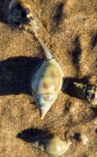 Nassarius dorsatus observed 2026-07-19
