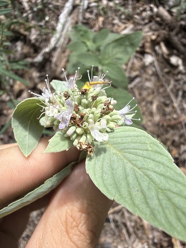 Pycnanthemum curvipes, photograph 6