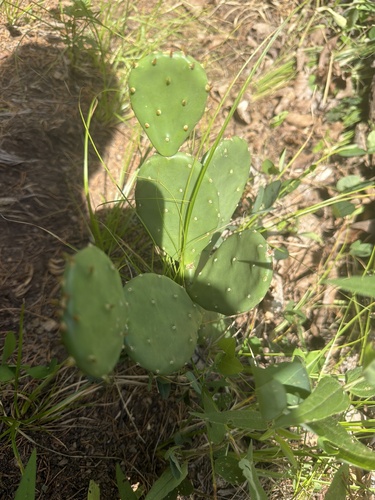 Opuntia mesacantha, photograph 5