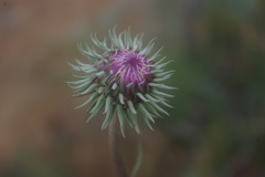 Jurinea ewersmannii