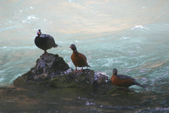 Merganetta armata armata