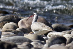 Ibidorhyncha struthersii