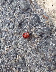 Gonioctena fornicata