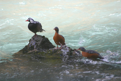 Merganetta armata armata