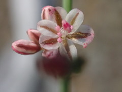Eriogonum cithariforme