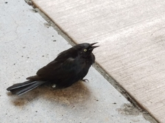 Euphagus cyanocephalus