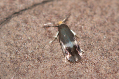 Stigmella naturnella