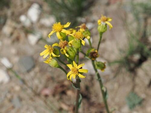 Senecio integerrimus, 2026-07-18