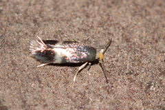 Stigmella naturnella