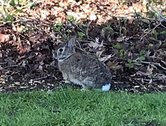 Sylvilagus floridanus