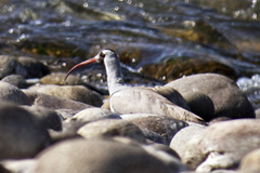 Ibidorhyncha struthersii