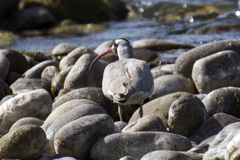 Ibidorhyncha struthersii