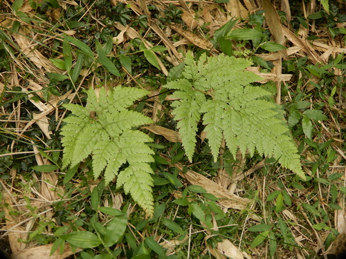 Sitobolium zeylanicum observed 2026-07-18