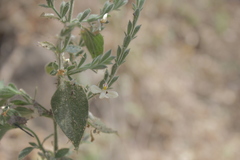 Tetramerium nervosum