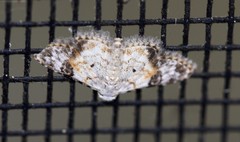 Araeopteron epiphracta