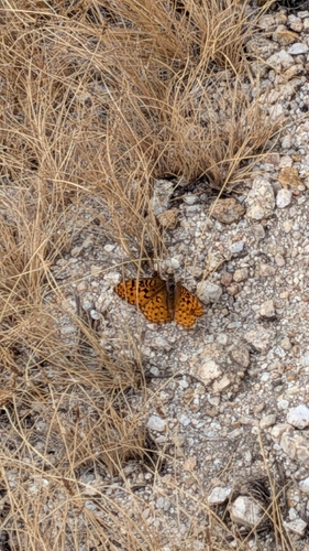 iNaturalist observation photo of Greater Fritillaries