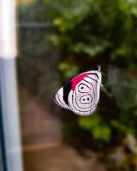 Diaethria neglecta neglecta
