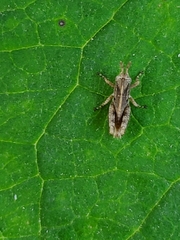 Tettigidea lateralis