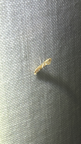 Firethorn Leafminer