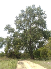 Populus mexicana