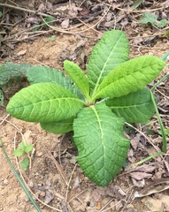 Primulaceae
