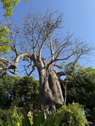 African baobab