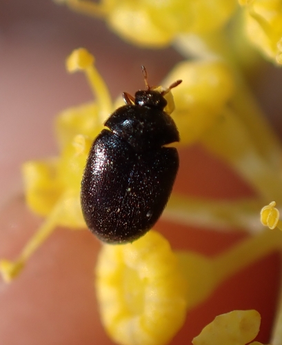 Cryptorhopalum apicale
