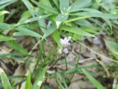 Liriope minor