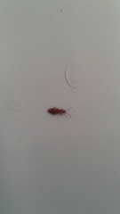 Cryptamorpha desjardinsi