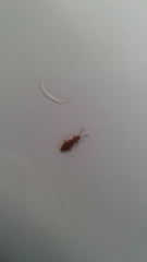 Cryptamorpha desjardinsi